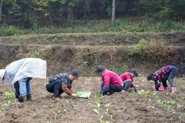油菜几月份种，4月或者9月均可种植