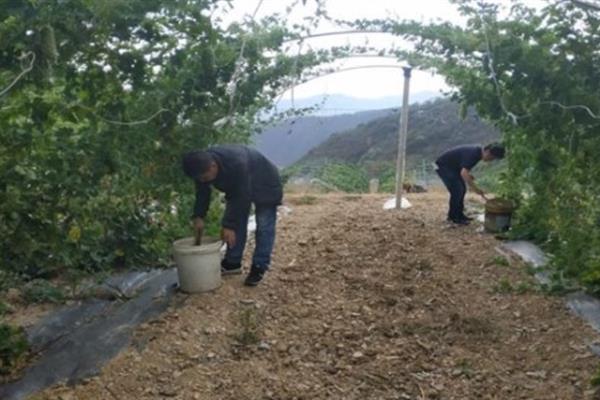 苦瓜用什么肥料，不同生长阶段选择不同的肥料