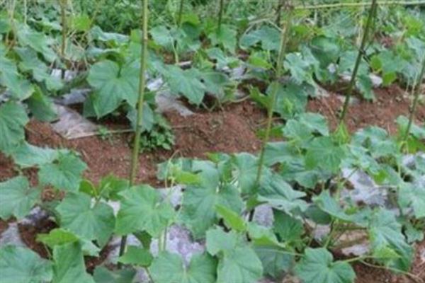 苦瓜用什么肥料，不同生长阶段选择不同的肥料
