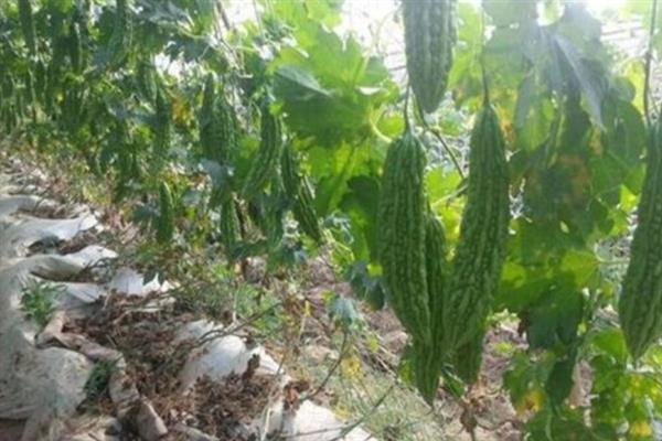 苦瓜用什么肥料，不同生长阶段选择不同的肥料