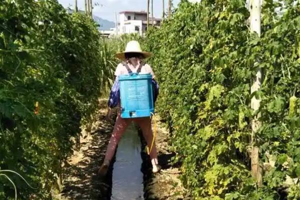 苦瓜用什么肥料，不同生长阶段选择不同的肥料