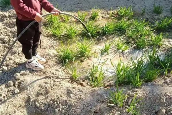 韭菜秋后如何管理，注意加强水肥管理