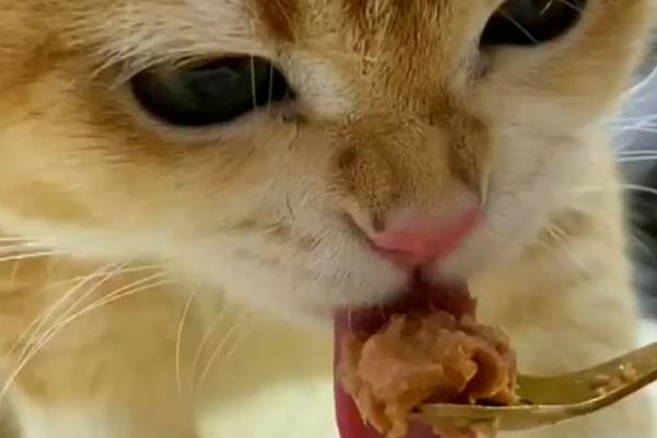 猫咪拉稀要禁食吗，伴随呕吐症状才要暂时停止饲喂