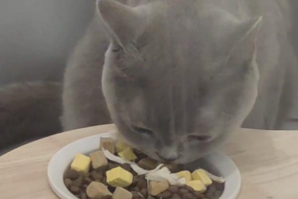 猫咪拉稀要禁食吗，伴随呕吐症状才要暂时停止饲喂