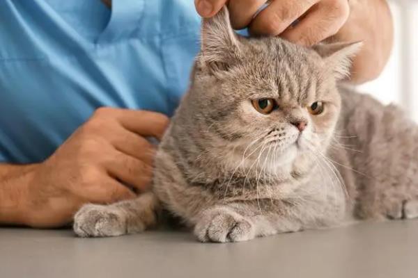 猫咪拉稀要禁食吗，伴随呕吐症状才要暂时停止饲喂