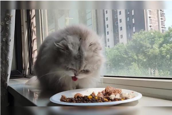 猫咪拉稀要禁食吗，伴随呕吐症状才要暂时停止饲喂