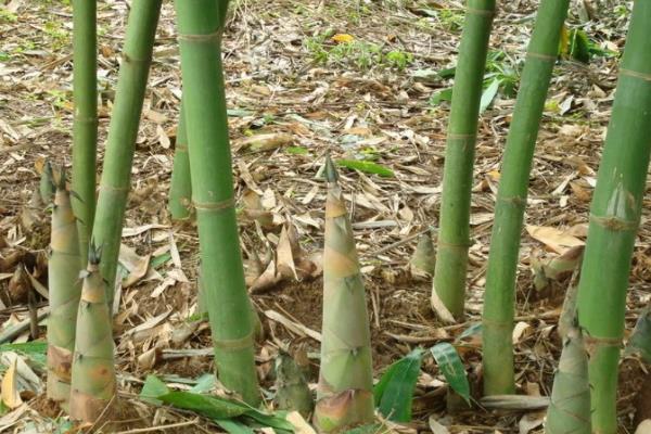 麻竹一亩的产量，通常可以亩产鲜笋500-700公斤左右