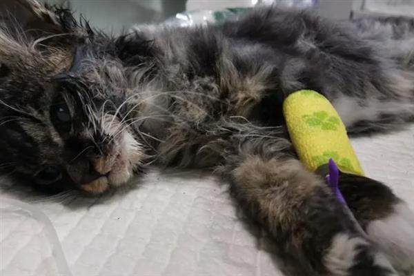 猫瘟会不会传染人，猫瘟不会传染给人