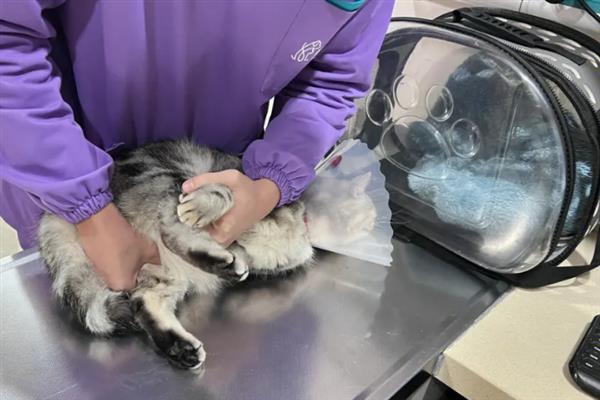 猫瘟会不会传染人，猫瘟不会传染给人