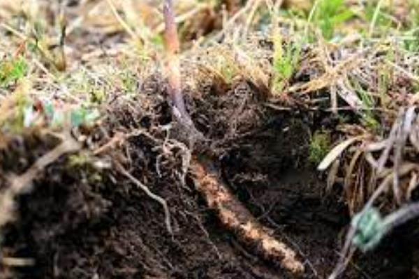 人工虫草和野生虫草有什么区别，生长环境、形状均不同