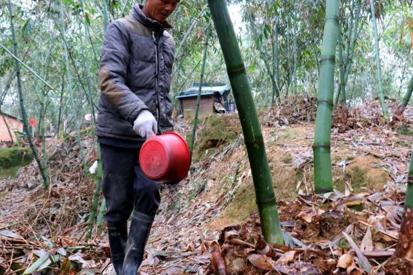 麻竹一亩的产量，通常可以亩产鲜笋500-700公斤左右
