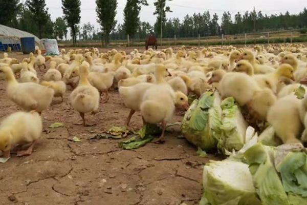 鹅苗防疫时间表，不同日龄选择的防疫药品不同