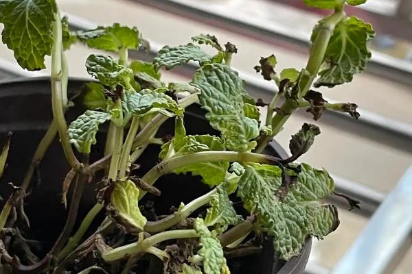 薄荷叶子边缘发黑干枯怎么处理，需控制水分、通风透光