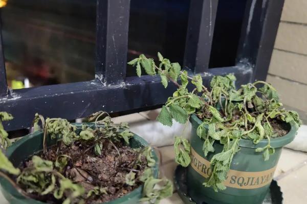 薄荷叶子边缘发黑干枯怎么处理，需控制水分、通风透光