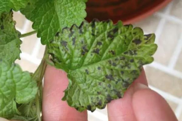 薄荷叶子边缘发黑干枯怎么处理，需控制水分、通风透光