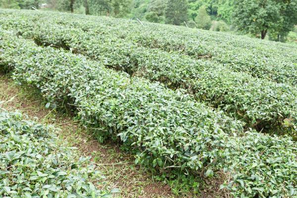 苦丁茶如何种植，定植后要注意浇好定根水
