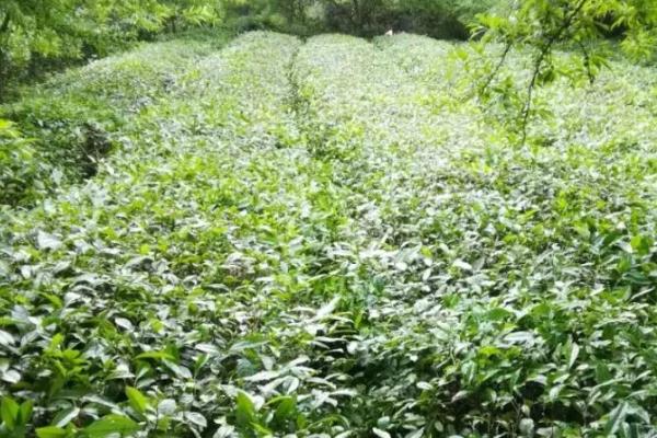 苦丁茶如何种植，定植后要注意浇好定根水