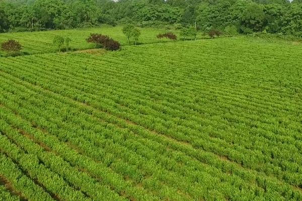 苦丁茶如何种植，定植后要注意浇好定根水