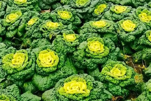 黄心乌塌菜的种植方法，适合在每年的秋季播种
