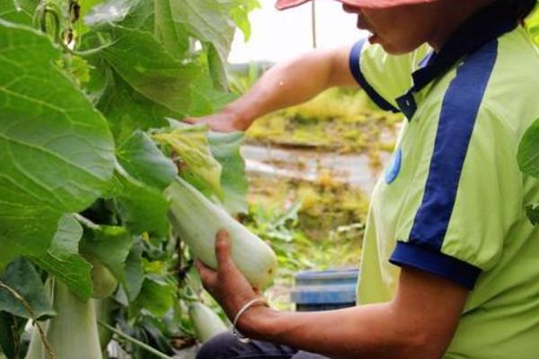 甜瓜怎样施肥，基肥一定要施足