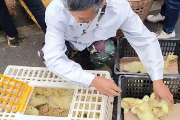 鹅苗防疫时间表，不同日龄选择的防疫药品不同