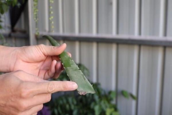 芦荟根剪掉几天后能重新栽，剪掉后2-3天开始重新栽种