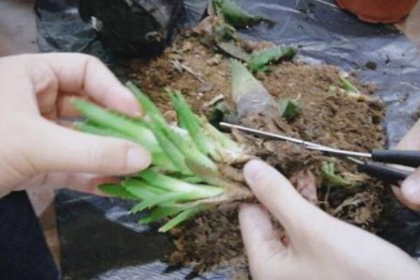 芦荟根剪掉几天后能重新栽，剪掉后2-3天开始重新栽种