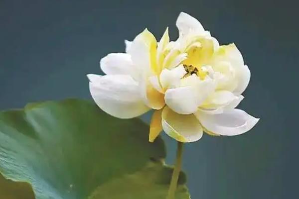 并蒂莲的花语，寓意永结同心、缠绵爱情等