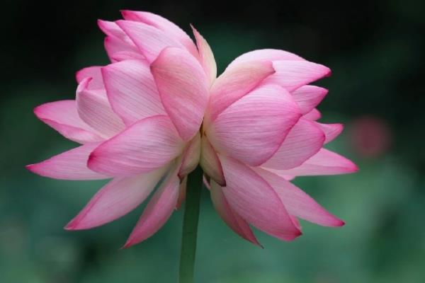 并蒂莲的花语，寓意永结同心、缠绵爱情等