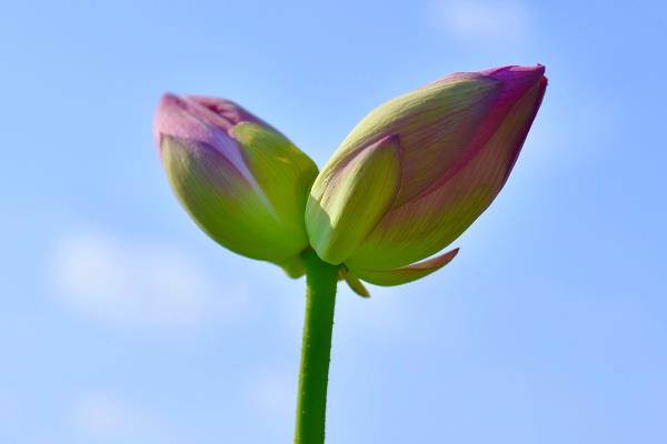并蒂莲的花语，寓意永结同心、缠绵爱情等