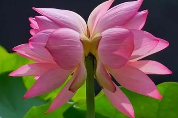 并蒂莲的花语，寓意永结同心、缠绵爱情等