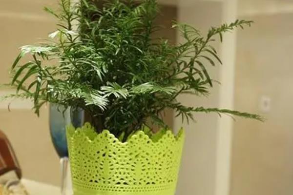 红豆杉适合在室内养殖吗，红豆杉可以在室内养