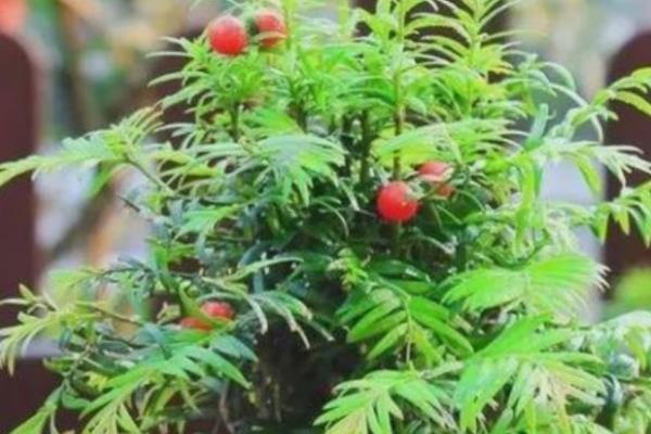 红豆杉适合在室内养殖吗，红豆杉可以在室内养