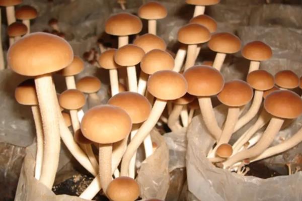 杨树菇的高产栽培技术，春季和秋季播种为佳