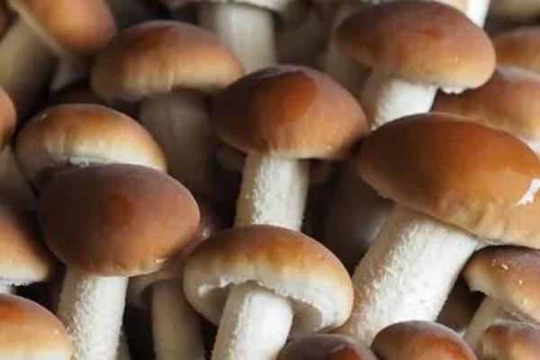 杨树菇的高产栽培技术，春季和秋季播种为佳