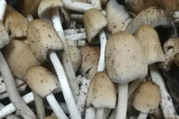 杨树菇的高产栽培技术，春季和秋季播种为佳
