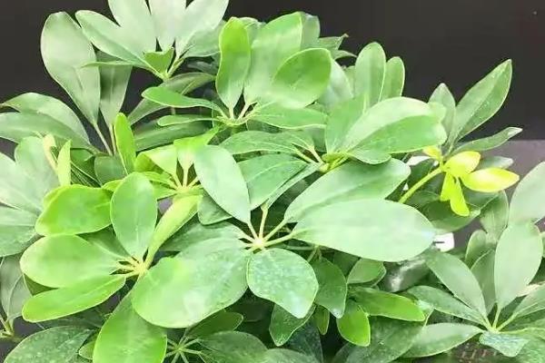 鹅掌柴是不是招财树，二者不是同一种植物