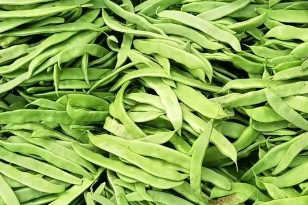 扁豆最晚几月份种，最晚种植时间为7月份