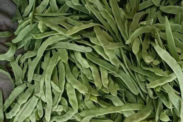 扁豆最晚几月份种，最晚种植时间为7月份
