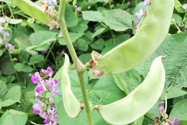 扁豆最晚几月份种，最晚种植时间为7月份