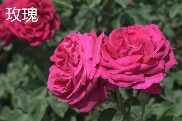 月季与玫瑰的区别是什么，叶片、花朵和花茎均不同