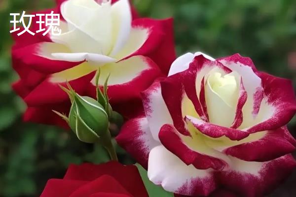 月季与玫瑰的区别是什么，叶片、花朵和花茎均不同