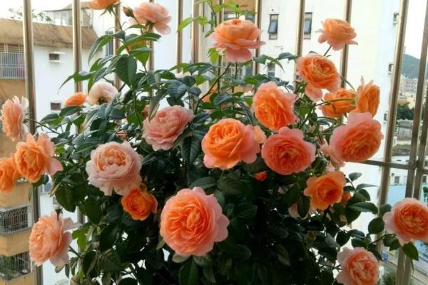 月季与玫瑰的区别是什么，叶片、花朵和花茎均不同
