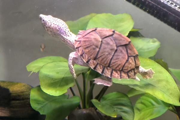 5厘米剃刀龟能深水养吗，可以用深水养
