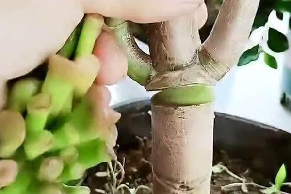 发财树的繁殖方法，可播种、嫁接或扦插