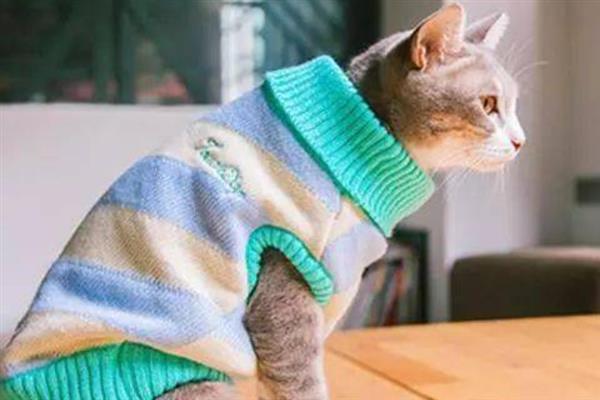 冬季养猫有哪些注意事项，一定要注意保暖、适当运动
