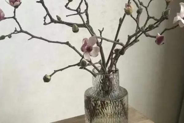 水培玉兰开花的方式，最好挑选带有花蕾的花枝