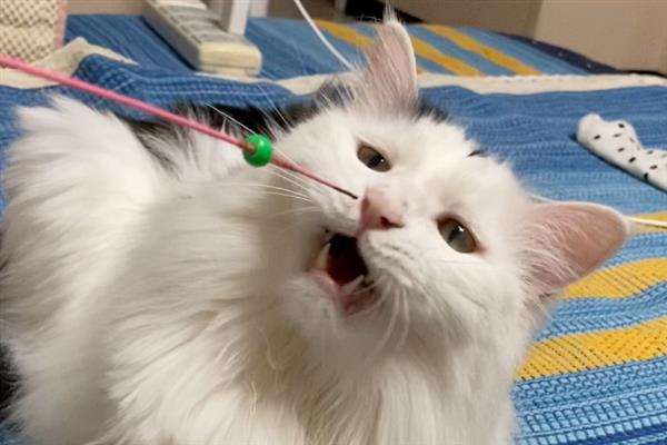 冬季养猫有哪些注意事项，一定要注意保暖、适当运动