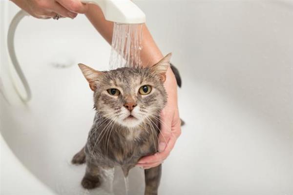 冬季养猫有哪些注意事项，一定要注意保暖、适当运动