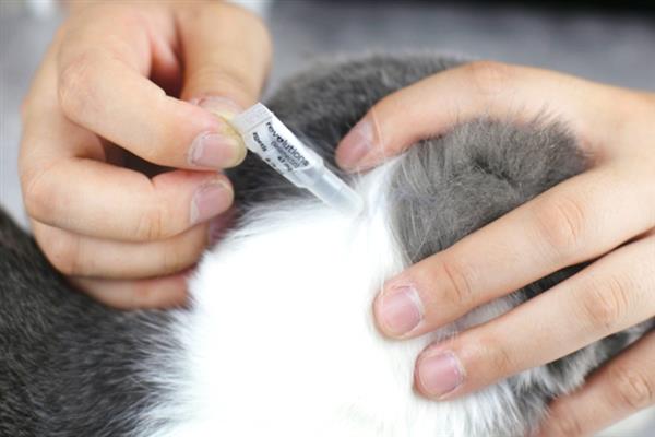 冬季养猫有哪些注意事项，一定要注意保暖、适当运动